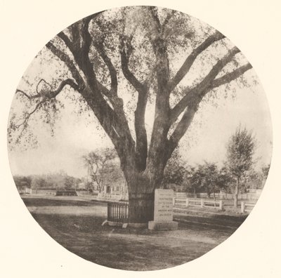 The Washington Elm by William J. Stillman